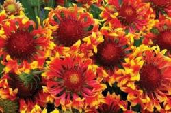 Perene: Gailardija - gaillardia grandiflora- visoka